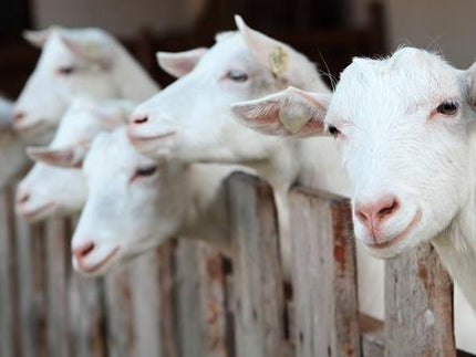 Can goat milk be an alternative in case of cow's milk allergy?