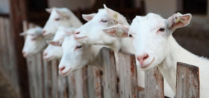 Can goat milk be an alternative in case of cow's milk allergy?